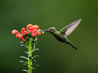 Wall Mural - Black-throated Brilliant Hummingbird in flight collecting nectar from a red  flower against  green background