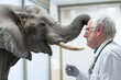 Conceptual photo of veterinary medicine. An elephant at an appointment with an otolaryngologist doctor. Examination in the office. The idea of caring for animals, treating pets
