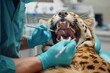 Dentistry for household pets. Conceptual advertising photo. Tiger with open mouth at dentist's office getting treatment. Animal dentistry, oral hygiene, animal dental care, veterinary, treatment.