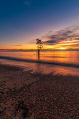 Wall Mural - a tree in the beach at sunset