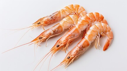 Shrimp on a white background