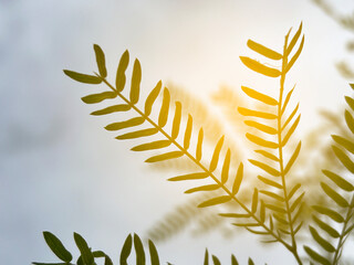 Wall Mural - leucaena glauca leaf and sunlight in nature garden