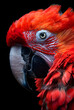 A closeup of the face and beak of an electric red macaw
