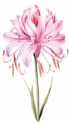 Poster - Nerine