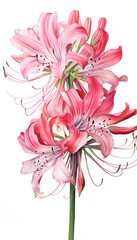 Canvas Print - Nerine