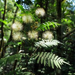 Wall Mural - A photo capturing Mimosa hostilis (Jurema), showcasing its fern-like leaves, white flowers