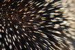 Background Porcupine Quill Closeup On Fur Created Using Artificial Intelligence