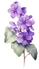 Wall Mural - Violet