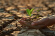 Closeup hand Planting seedlings in the ground, growth and sustainability concept, plant with care