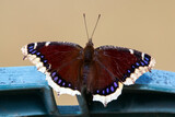 Fototapeta Maki - Mourning cloak butterfly is sitting on a chair in the backyard in spring.