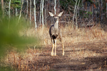 Wall Mural - Mule deer doe is standing and watching in the forest trail.