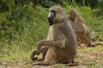 Wall Mural - Chacma Baboon (Papio ursinus). South Luangwa National Park. Zambia. Africa.