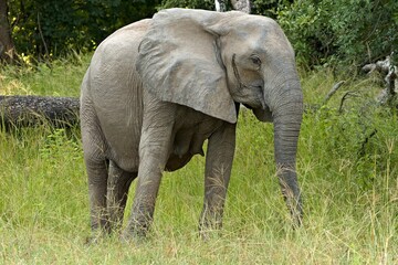 Wall Mural - African Elephant (Loxodonta africana). South Luangwa National Park. Zambia. Africa.