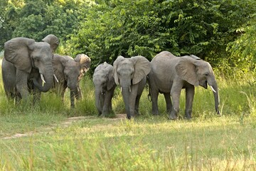 Wall Mural - View of a herd of African elephants (Loxodonta africana) in South Luangwa National Park. Zambia. Africa.