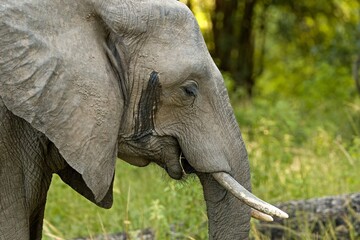 Wall Mural - African Elephant (Loxodonta africana) in South Luangwa National Park. Zambia. Africa.