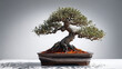 Rugged olive bonsai with fissured bark and silvery leaves crisp white strong shadows product