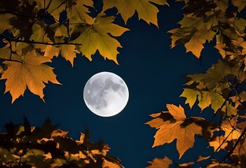 Wall Mural - a full moon through leaves of trees in the dark sky