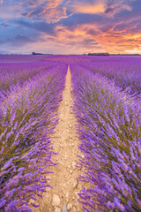 Wall Mural - wonderful nature landscape, amazing sunset scenery blooming lavender flowers. moody colorful sky, pa