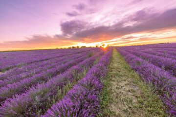 Wall Mural - wonderful nature landscape, amazing sunset scenery blooming lavender flowers. moody colorful sky, pa