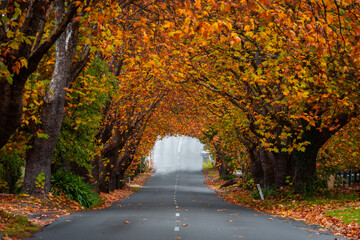 Wall Mural - an empty road covered by yellow autumn leaves.