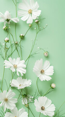 Wall Mural - Abstract Floral Composition with Cosmos Flowers