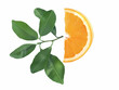 Orange with sliced and green leaves isolated on white background. illustration