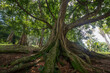 Rainforest with big tree in Sri Lanca