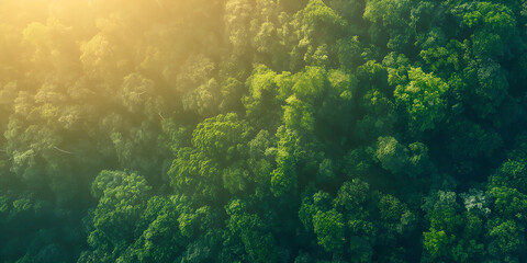 Wall Mural - green forest in the morning