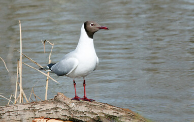 Poster - seagull on the beach