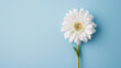 White daisy on blue background with copy space for text