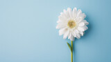 Fototapeta Kwiaty - White daisy on blue background with copy space for text