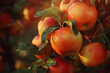 Sun-kissed Apples on Tree. Water droplets glisten on ripe apples amidst warm, golden light.