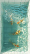 topview of goldfish or koi carp in an aquarium with visible sun reflection
