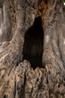 © Cavan Images - A baobab tree with a large hole in it has become a haven for a b