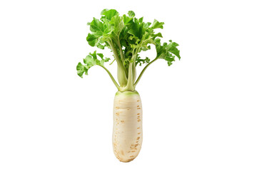 Wall Mural - Fresh daikon isolated on transparent background