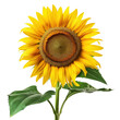 A large yellow sunflower with a green stem and leaf,isolated on white background or transparent background