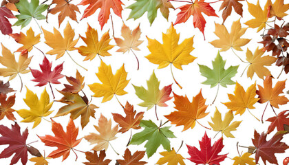 Wall Mural - colorful branch autumn maple tree leaves leaf fall red orange gold yellow foliage season seasonal sunlight light nature colourful colours bokeh high-coloured bright background copy