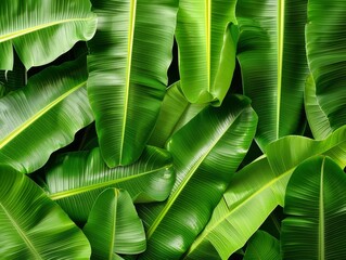 Wall Mural - lush green tropical banana leaves