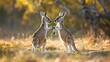 Playful Kangaroos Enjoying a Sunny Outback Afternoon
