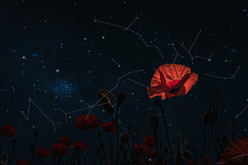 Wall Mural - Poppy constellation in the night sky aligns stars  reflect Memorial Day memories.