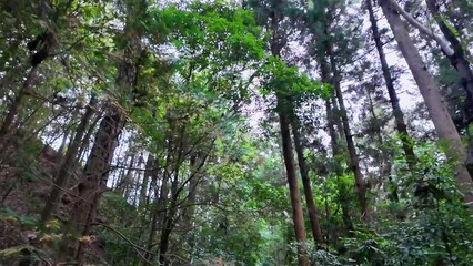 Poster - 森林の風景