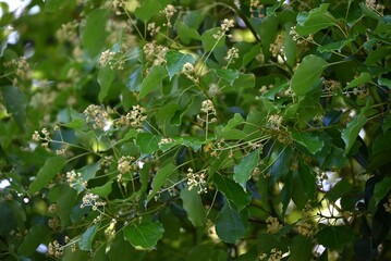 Poster - Camphor tree ( Cinnamonum camphora ) flowers. Lauraceae evergreen tree. It produces panicles in early summer and produces small pale yellow flowers.