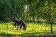 A horse and foal are grazing in a clearing among the trees. Daily life and horse breeding in rural areas.