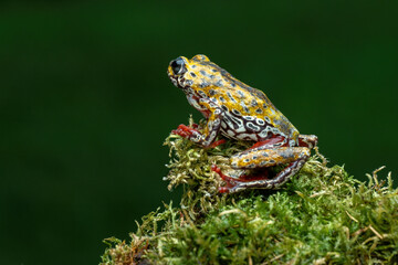 Wall Mural - Painted Reed Frog or Spotted Tree Frog perched on mossy wood.