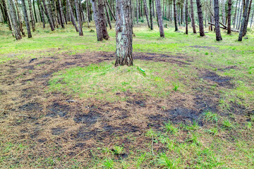 The forest at Murvagh in County Donegal, Ireland