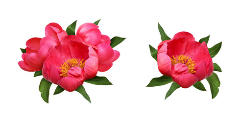 Wall Mural - set of arrangements with coral peony flowers and green leaves in isolated on white or transparent ba