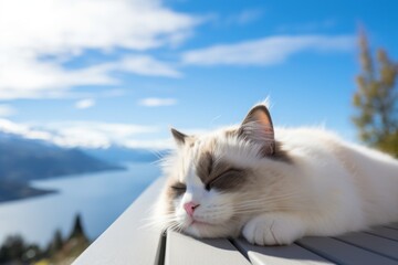 Wall Mural - Medium shot portrait photography of a smiling ragdoll cat sleeping in scenic mountain view