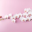 beautiful blooming white orchid (orchidaceae) branch isolated on pink table background, top view