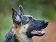 German shepherd, dog and service animal in nature for training, scent tracking or listening to trainer. Outdoors, hiking trail and pet sitting for command, teaching behaviour or obedience in Miami