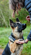 Animal training, outdoor and owner teaching dog respect, patience and obedience or trust with snack. Person, pet or german shepherd in park together with treat for coaching, reward and eating